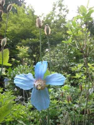 blauermohn