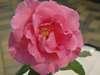 rosarose